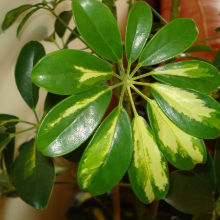 SCHEFFLERA